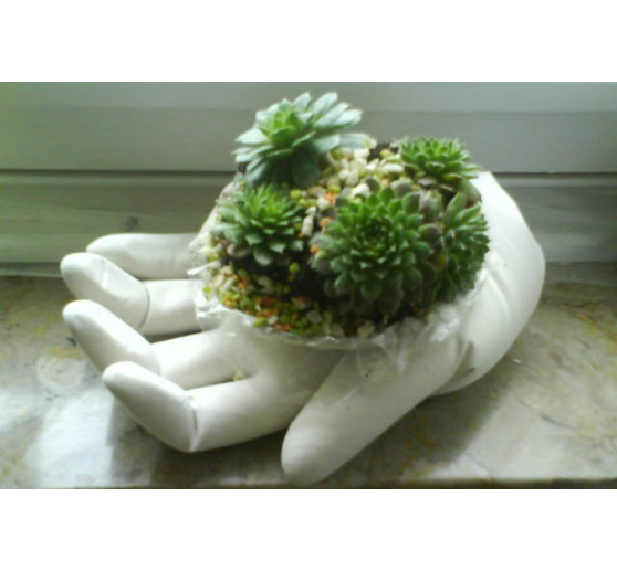 13_Gudi_Gipshand bepflanzt