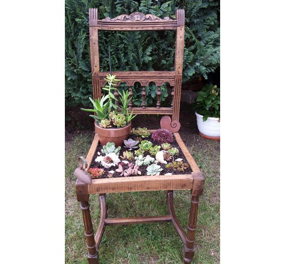 51_KH_ Sukkulenten im alten Stuhl