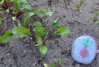 Steine bemalen Rote Beete