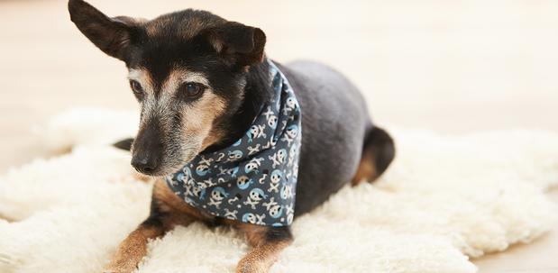 Hundehalstuch nähen