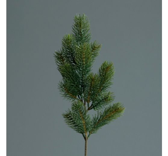 Szlachetna gałąź jodły "Tanya"