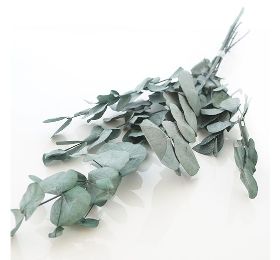 Eucalyptus Cinerea prepared