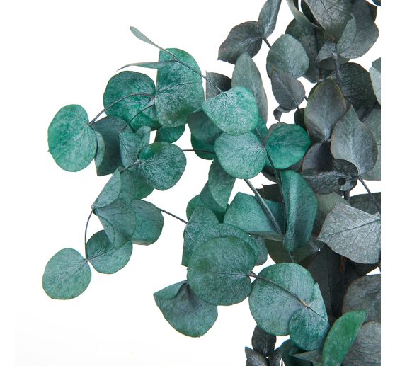 Eucalyptus Cinerea prepared