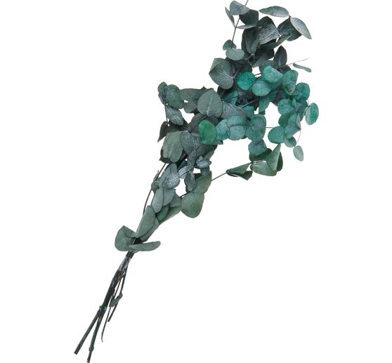 Eucalyptus Cinerea prepared