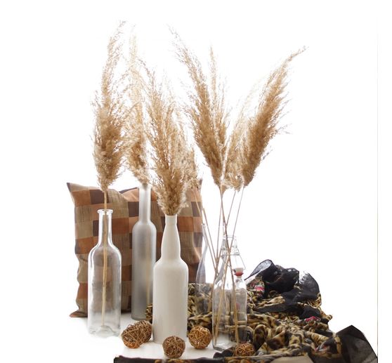 Pampas frond natural, 10 stems, L approx. 65 - 75 cm