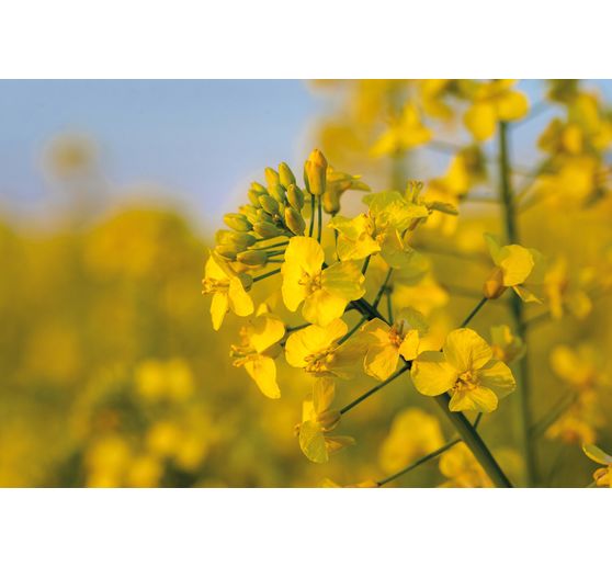 Soczewki z wosku rzepakowego