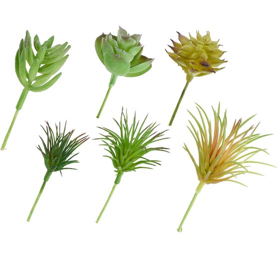 Mieszanka sukulentów