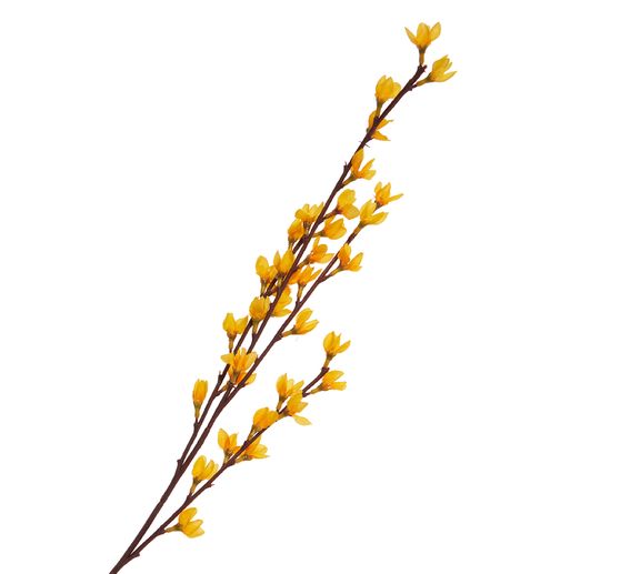 Forsythia branch