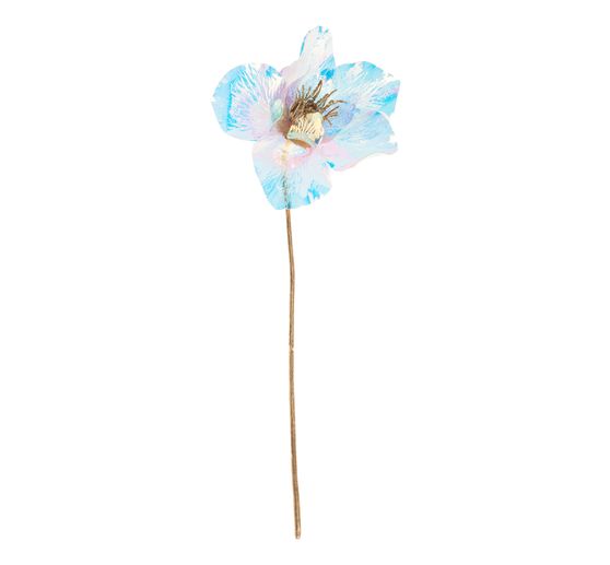 Róża bożonarodzeniowa, opalizująca