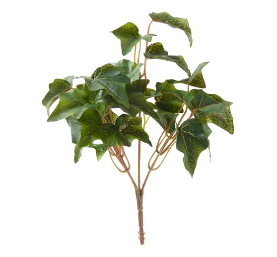 Krzew bluszczu, 5 pasm