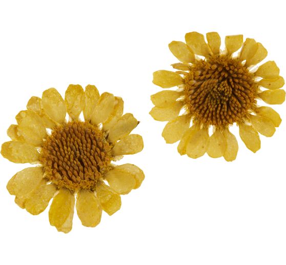 Dried flower assortment, 9 jars