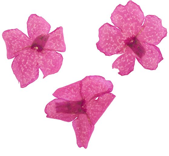 Dried flower assortment, 9 jars