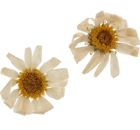 Dried flower assortment, 9 jars