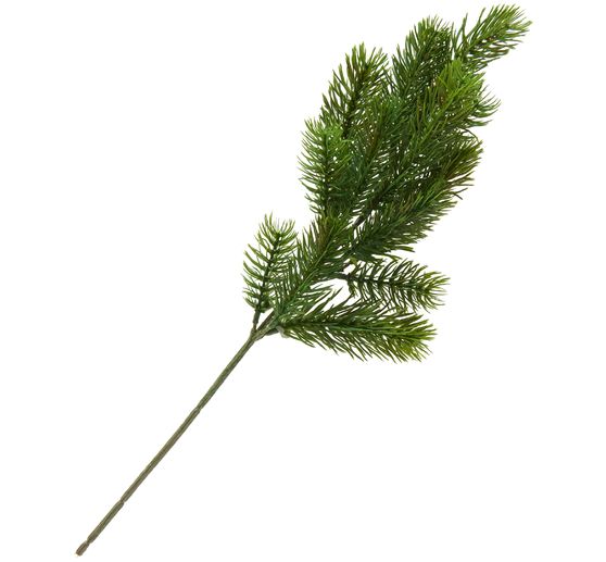 Szlachetna gałąź jodły "Tanya"