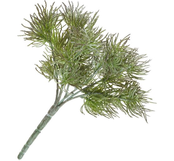 Lichen pick "Freddy"