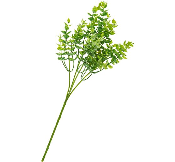 Krzew eukaliptusa, green