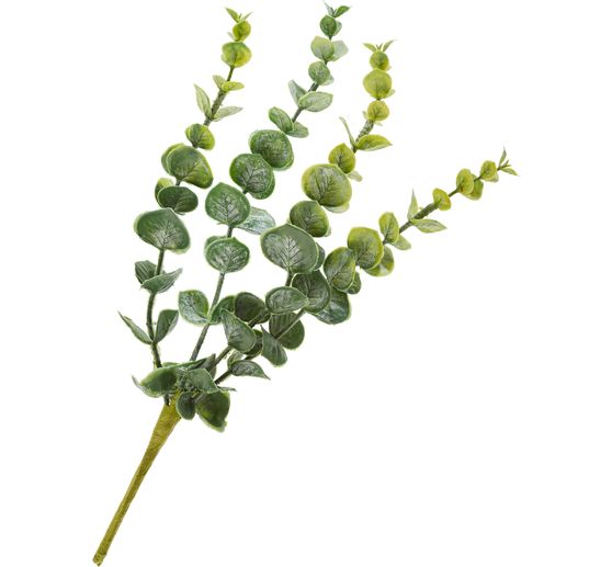 Eucalyptus pick "Cynerea"