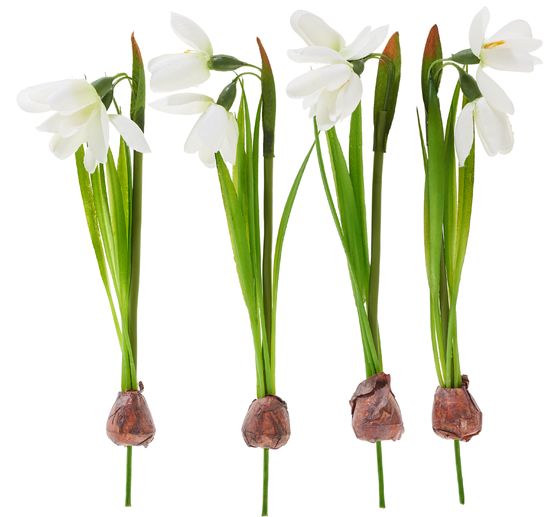 Przebiśniegi z cebulą