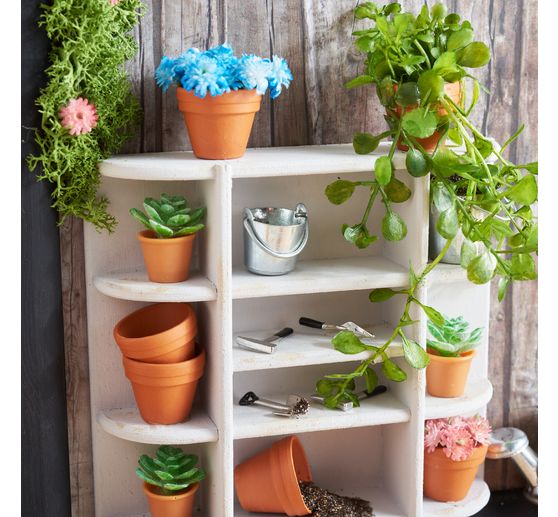 Field widow flower "Evergreen"