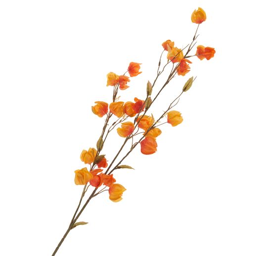 Physalis twig "Elina"