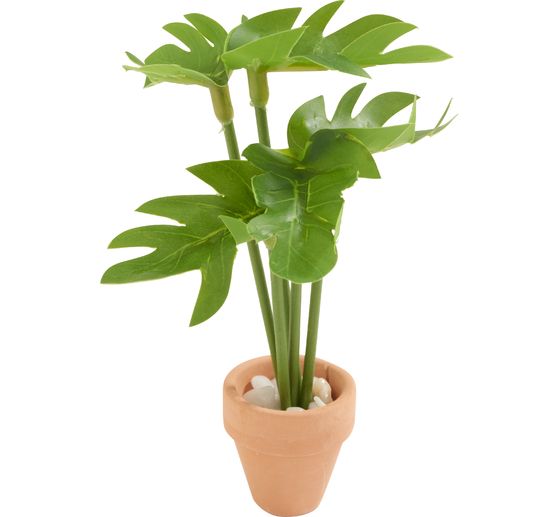Miniaturowa roślina "Monstera&rdquo;