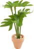 Miniaturowa roślina "Monstera&rdquo;