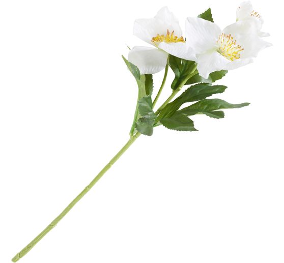 Christmas rose with 3 blooms