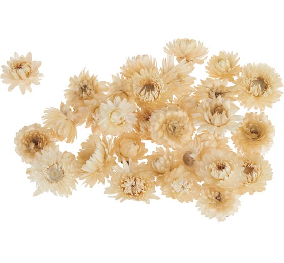 Straw flower heads
