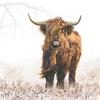Serwetka "Highland cattle