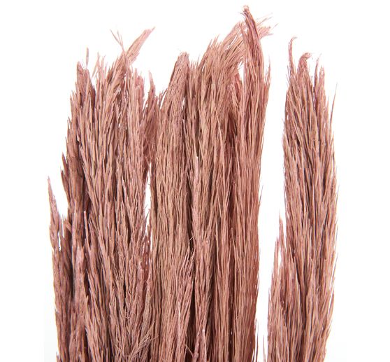 Dried flowers "Sanmuga Grass", L approx. 80 cm