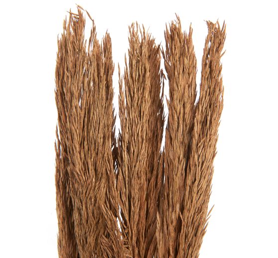 Dried flowers "Sanmuga Grass", L approx. 80 cm