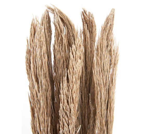 Dried flowers "Sanmuga Grass", L approx. 80 cm