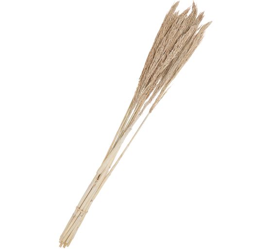 Dried flowers "Sanmuga Grass", L approx. 80 cm