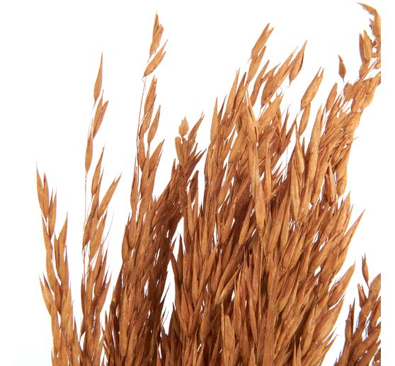 Dried flowers "Oat Grass", L approx. 75 cm