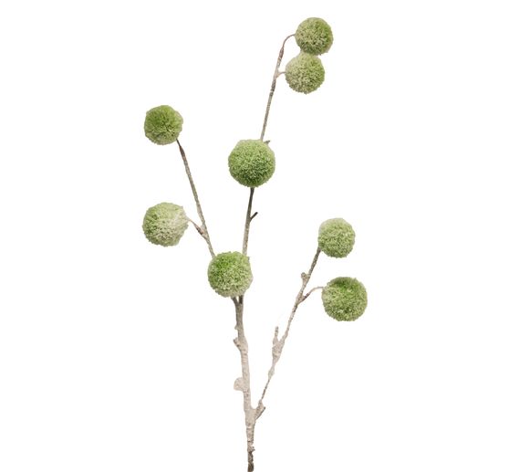 Gałąź pompona, pokryta śniegiem