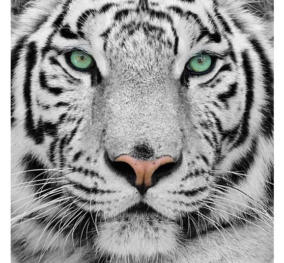 Diamond Painting "Crystal Art Kit", 30 x 30 cm