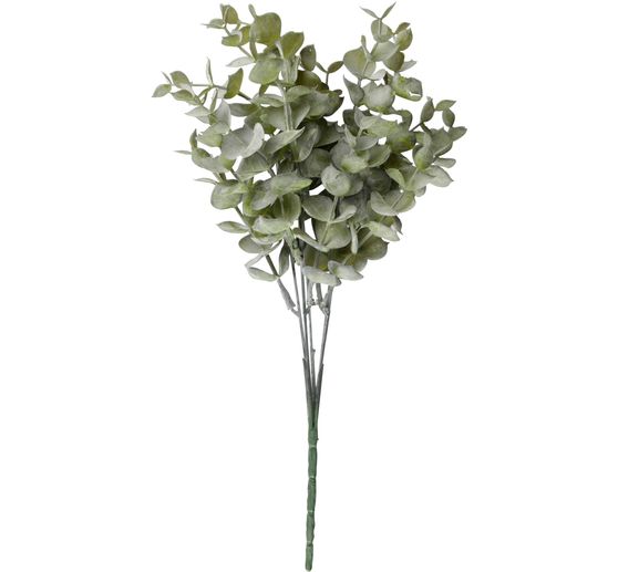 Boxwood branch "Evergreen"