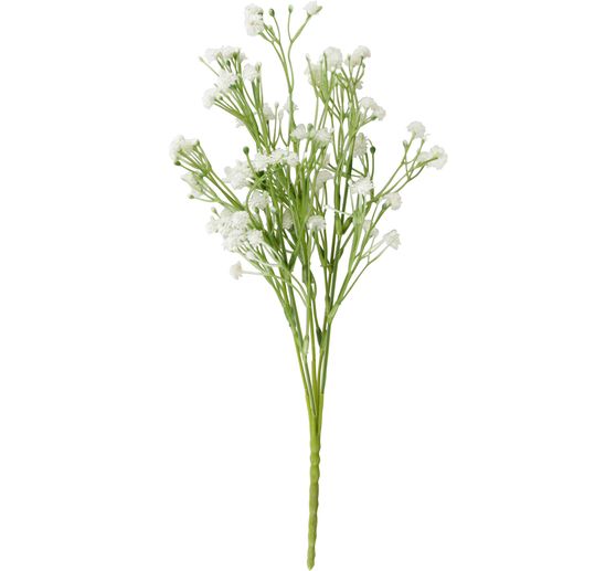 Kwiat wdowy polnej "Evergreen"