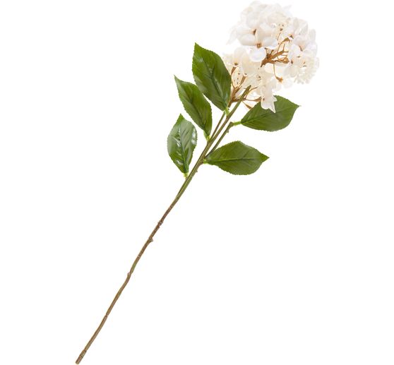 Hortensja z dwoma kwiatami