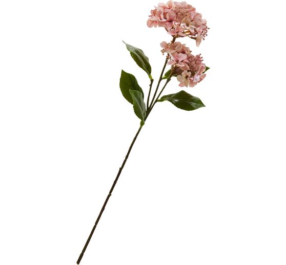 Hortensja z dwoma kwiatami