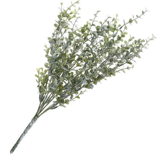 Krzew eukaliptusa