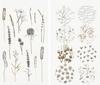 Naklejki washi "In the Meadow"
