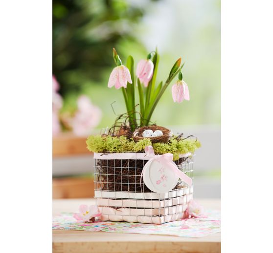 Wierzba dekoracyjna VBS