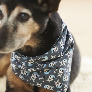 Uszyj szalik dla psa