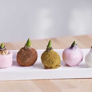 Hiacynt cebulkowy w wosku